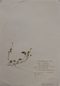 Plant specimen, Alexander Clifford Beauglehole, Oxalis corniculata L, 23/10/1978