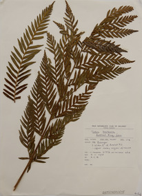 Plant specimen, Alexander Clifford Beauglehole, Todea barbara (L.) T.Moore, 5/11/1978