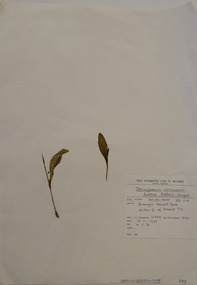 Plant specimen, Alexander Clifford Beauglehole, Ophioglossum lusitanicum L, 10/11/1978