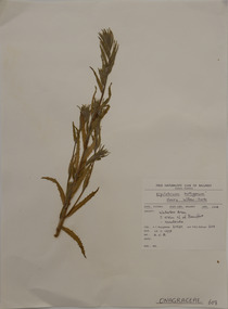 Plant specimen, Alexander Clifford Beauglehole, Epilobium hirtigerum A.Cunn, 10/11/1978