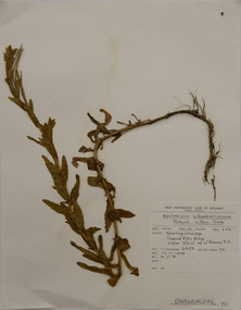 Plant specimen, Alexander Clifford Beauglehole, Epilobium billardiereanum Ser, 17/11/1978