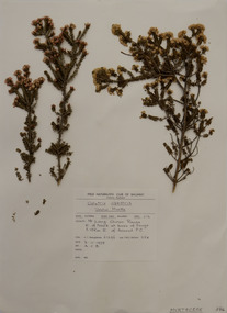 Plant specimen, Alexander Clifford Beauglehole, Calytrix alpestris (Lindl.) Court, 3/11/1978