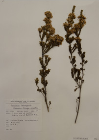 Plant specimen, Alexander Clifford Beauglehole, Calytrix tetragona Labill, 8/11/1978