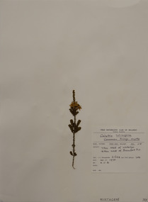 Plant specimen, Alexander Clifford Beauglehole, Calytrix tetragona Labill, 20/11/1978