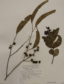 Plant specimen, Alexander Clifford Beauglehole, Eucalyptus aromaphloia L.D.Pryor & J.H.Willis, 25/10/1978