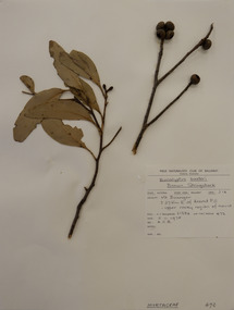 Plant specimen, Alexander Clifford Beauglehole, Eucalyptus baxteri (Benth.) Maiden & Blakely ex J.M.Black, 5/11/1978