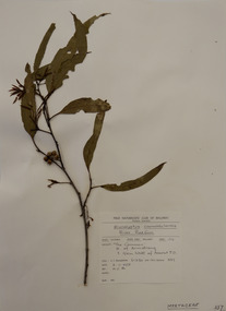 Plant specimen, Alexander Clifford Beauglehole, Eucalyptus camaldulensis Dehnh