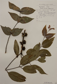 Plant specimen, Alexander Clifford Beauglehole, Eucalyptus dives Schauer, 25/10/1978