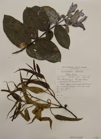 Plant specimen, Alexander Clifford Beauglehole, Eucalyptus globulus Labill, 6/11/1987