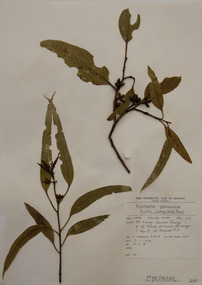 Plant specimen, Alexander Clifford Beauglehole, Eucalyptus goniocalyx F.Muell, 3/11/1978