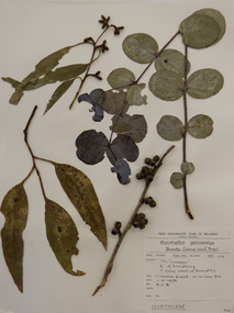 Plant specimen, Alexander Clifford Beauglehole, Eucalyptus goniocalyx F.Muell, 1/11/1978
