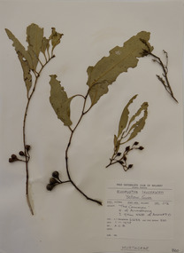 Plant specimen, Alexander Clifford Beauglehole, Eucalyptus leucoxylon F.Muell, 1/11/1978