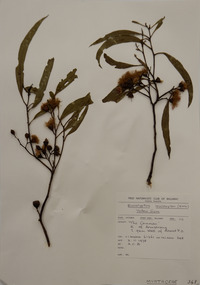Plant specimen, Alexander Clifford Beauglehole, Eucalyptus leucoxylon F.Muell, 2/11/1978