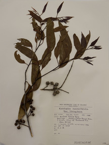 Plant specimen, Alexander Clifford Beauglehole, Eucalyptus macrorhyncha F.Muell. ex Benth, 25/10/1978