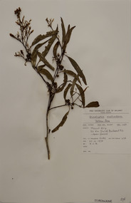 Plant specimen, Alexander Clifford Beauglehole, Eucalyptus melliodora A.Cunn. ex Schauer, 27/10/1978