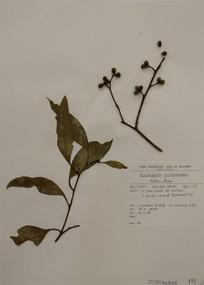 Plant specimen, Alexander Clifford Beauglehole, Eucalyptus microcarpa (Maiden) Maiden, 8/11/1978