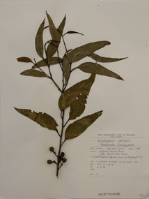 Plant specimen, Alexander Clifford Beauglehole, Eucalyptus obliqua L’Hér, 23/10/1978