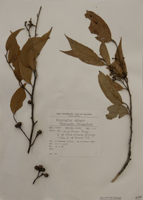 Plant specimen, Alexander Clifford Beauglehole, Eucalyptus obliqua L’Hér, 3/11/1978