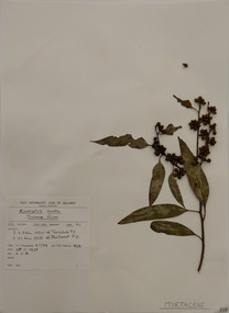 Plant specimen, Alexander Clifford Beauglehole, Eucalyptus ovata Labill, 25/11/1978