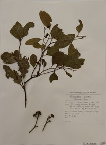 Plant specimen, Alexander Clifford Beauglehole, Eucalyptus ovata Labill, 3/11/1978