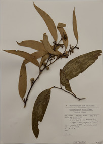 Plant specimen, Alexander Clifford Beauglehole, Eucalyptus pauciflora Sieber ex Spreng, 5/11/1978