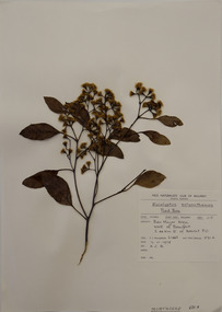 Plant specimen, Alexander Clifford Beauglehole, Eucalyptus polyanthemos Schauer, 7/11/1978