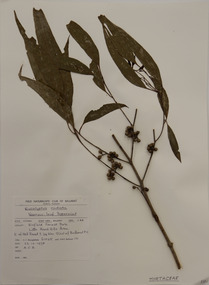 Plant specimen, Alexander Clifford Beauglehole, Eucalyptus radiata Sieber ex DC, 23/10/1978