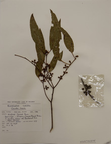 Plant specimen, Alexander Clifford Beauglehole, Eucalyptus rubida H.Deane & Maiden, 25/10/1978