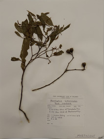 Plant specimen, Alexander Clifford Beauglehole, Eucalyptus sideroxylon A.Cunn. ex Woolls, 25/11/1978