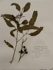 Plant specimen, Alexander Clifford Beauglehole, Eucalyptus sideroxylon A.Cunn. ex Woolls, 26/10/1978