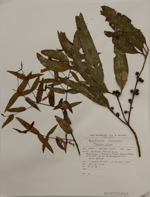 Plant specimen, Alexander Clifford Beauglehole, Eucalyptus viminalis Labill, 25/10/1978