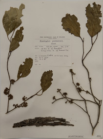 Plant specimen, Alexander Clifford Beauglehole, Eucalyptus yarraensis Maiden & Cambage, 8/11/1978