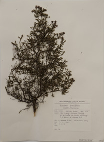 Plant specimen, Alexander Clifford Beauglehole, Kunzea parvifolia Schauer, 3/11/1978