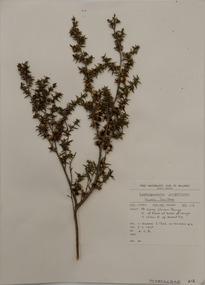 Plant specimen, Alexander Clifford Beauglehole, Leptospermum juniperinum Sm, 3/11/1978