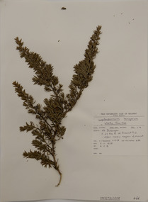 Plant specimen, Alexander Clifford Beauglehole, Leptospermum lanigerum (Aiton) Sm, 5/11/1978
