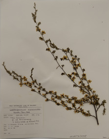 Plant specimen, Alexander Clifford Beauglehole, Leptospermum myrsinoides Schltdl, 1/11/1978