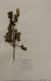 Plant specimen, Alexander Clifford Beauglehole, Leptospermum nitidum Hook.f