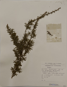Plant specimen, Alexander Clifford Beauglehole, Leptospermum phylicoides (A.Cunn. ex Schauer) Cheel, 6/11/1978