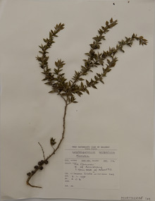 Plant specimen, Alexander Clifford Beauglehole, Leptospermum scoparium J.R.Forst. & G.Forst, 2/11/1978
