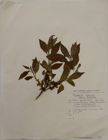 Plant specimen, Alexander Clifford Beauglehole, Myoporum viscosum R.Br, 9/11/1978