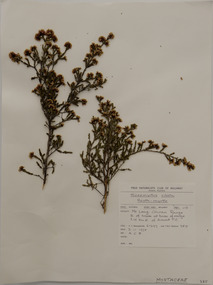 Plant specimen, Alexander Clifford Beauglehole, Micromyrtus ciliata (Sm.) Druce, 3/11/1978
