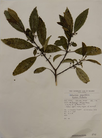 Plant specimen, Alexander Clifford Beauglehole, Hedycarya angustifolia R.Cunn, 6/11/1978