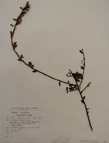 Plant specimen, Alexander Clifford Beauglehole, Acacia acinacea Lindl, 25/10/1978