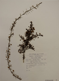 Plant specimen, Alexander Clifford Beauglehole, Acacia aculeatissima J.F.Macbr, 23/10/1978