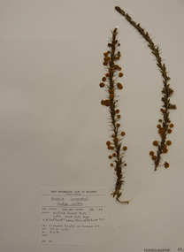 Plant specimen, Alexander Clifford Beauglehole, Acacia paradoxa DC, 23/10/1978