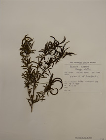 Plant specimen, Alexander Clifford Beauglehole, Acacia aspera Lindl, 19/11/1978