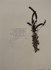 Plant specimen, Alexander Clifford Beauglehole, Acacia baileyana F.Muell, 4/11/1978