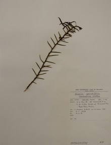 Plant specimen, Alexander Clifford Beauglehole, Acacia genistifolia Link, 6/11/1978
