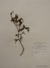 Plant specimen, Alexander Clifford Beauglehole, Acacia gunnii Benth, 10/11/1978