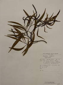 Plant specimen, Alexander Clifford Beauglehole, Acacia implexa Benth, 3/11/1978